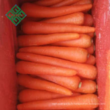 Direct From Factory planteur de carottes exportation de carottes fraîches